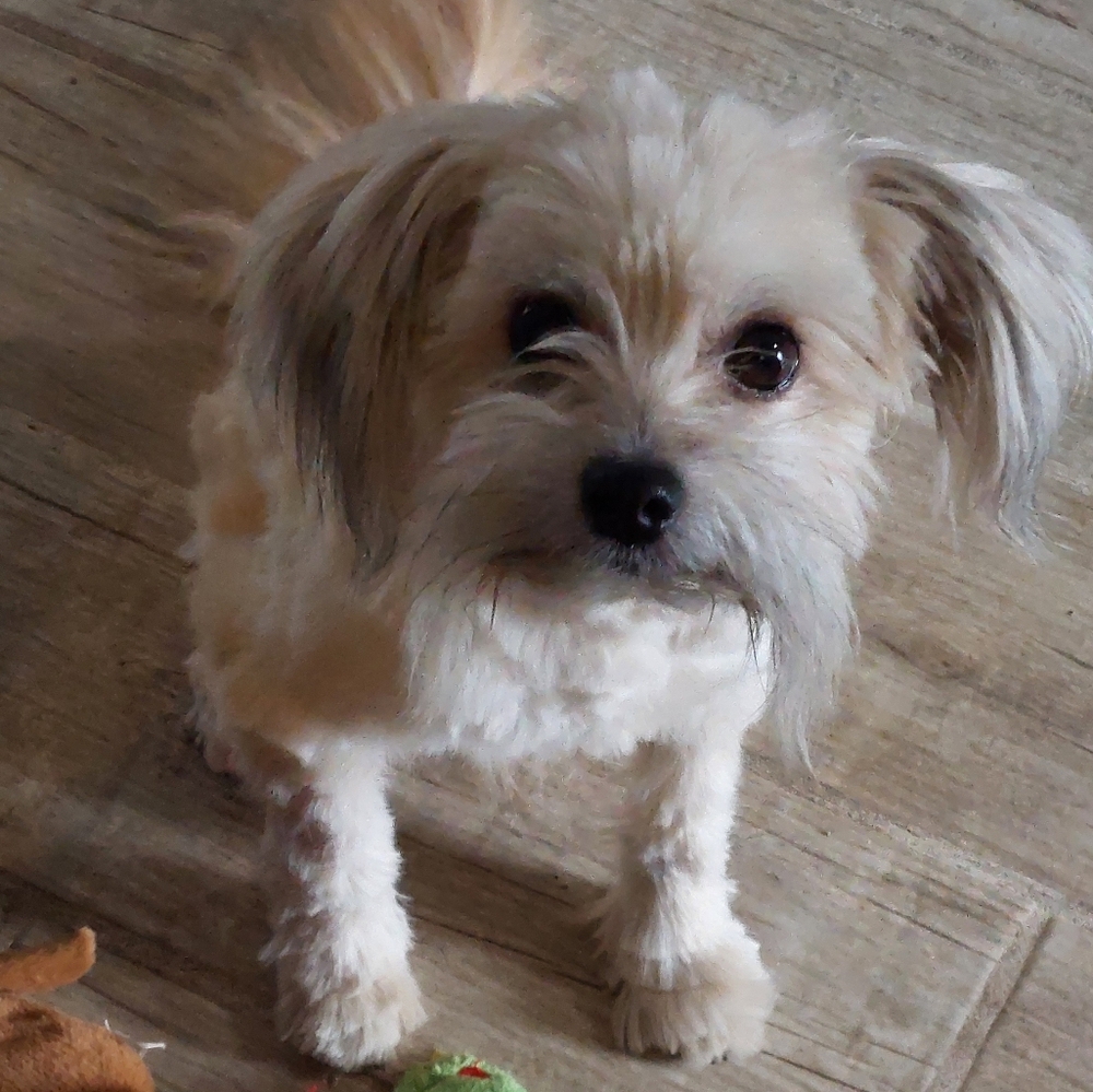 Dog With Mustache